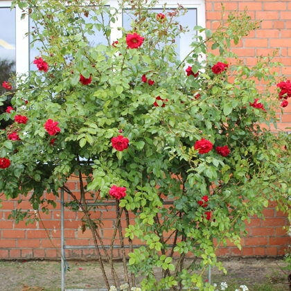 Rozes zied arī mūsu dārzā