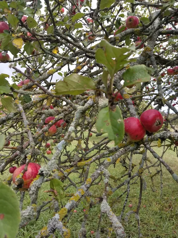 Rudens radošās nodarbības