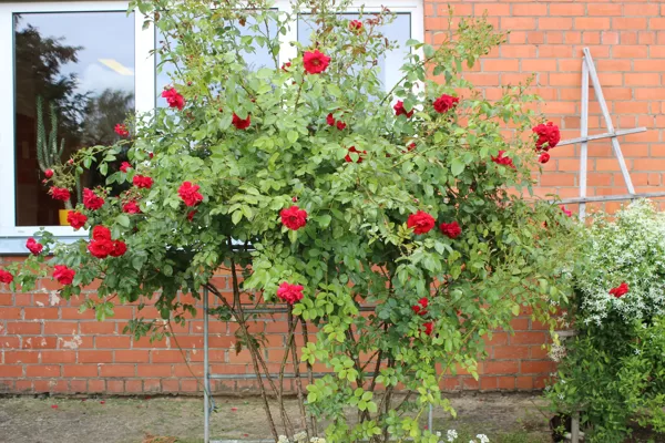 Rozes zied arī mūsu dārzā